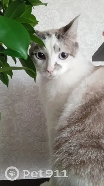 Lost Cat: Blue-Eyed, Toothless in Tomsk! - photo