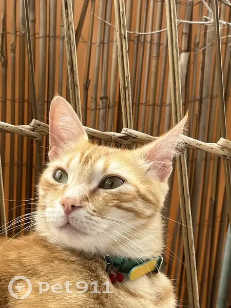 Lost Ginger Male Cat: Crantif, 2yrs, Green/Blue Collar - photo