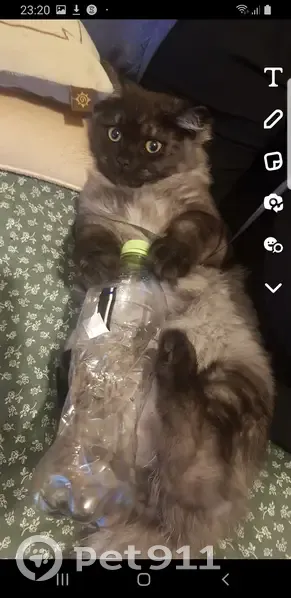 Lost sales ragdoll cat