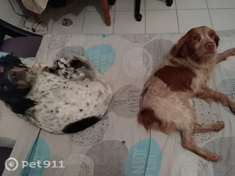 Lost Dog: Setter & Épagneul Breton on Route de Roiffé - photo
