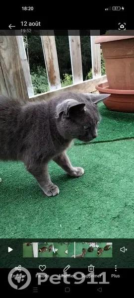 Lost Cat: Petite chatte, chartreuse gris foncé, bout de la queue tordu - photo