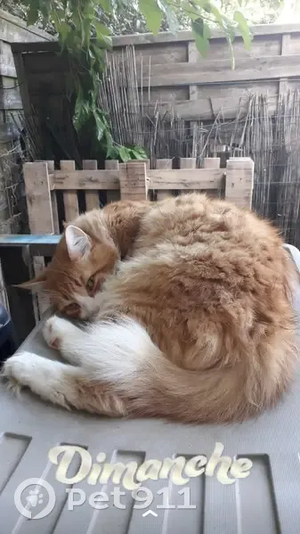 Lost Cat Kenny: Long-haired Male, 15 Years Old - photo
