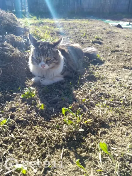 Lost: White and Brown Tabby Cat with White Tuft - photo