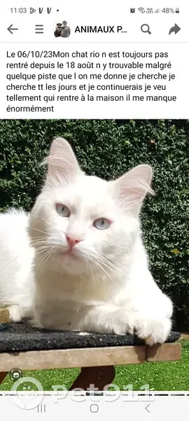 Chat blanc disparu 3 ans - photo
