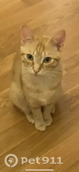 Chat disparu : Kiara, rousse et beige, mince et sociable. Rue de Léonard de Vinci, Dijon. - photo