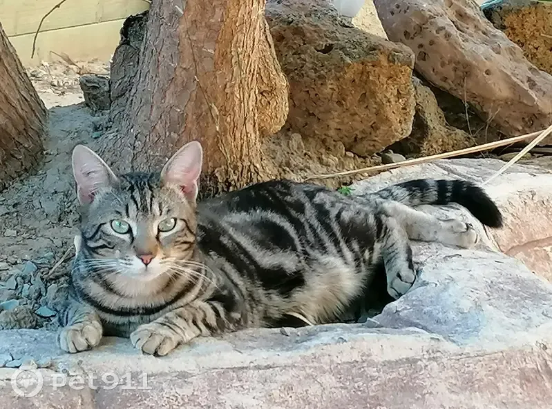 Chat perdu Tigré, tatoué, pucé - photo