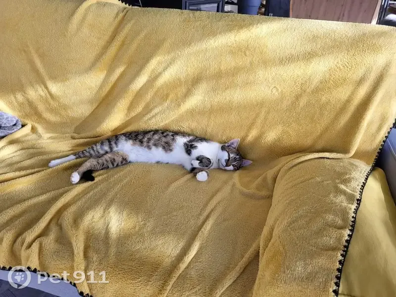 Chat mâle perdu, zébré, sociable. Allée du Stade, Verruyes. - photo