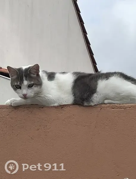 Chat disparu à L'Aiguillon-sur-Vie, mardi 10/10/2023. Tigre blanc et gris. - photo