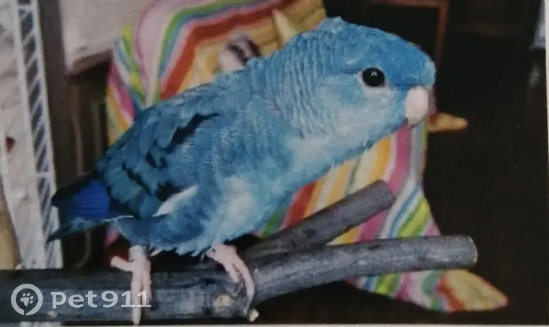 Chien disparu, perruche bleue baguée. Aidez-moi à la retrouver ! - photo