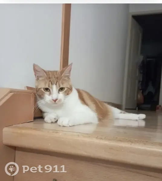 Chatte rousse et blanche perdue à Bordeaux - photo