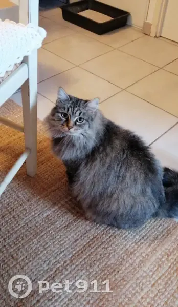 Chatte grise perdue, habituée à sortir, Toulouse - photo