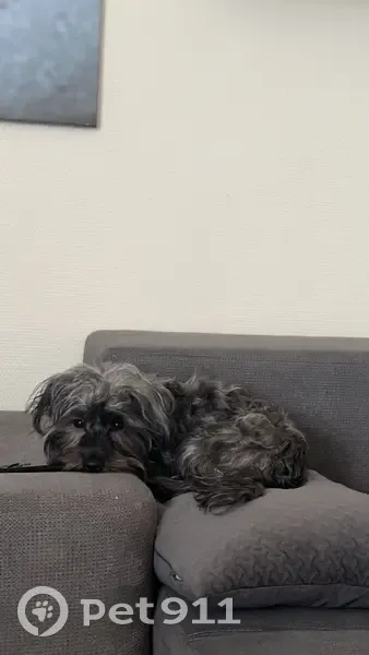 Chien disparu à Valenton, race Skye Terrier et Bichon Frisé, gris et noir. - photo