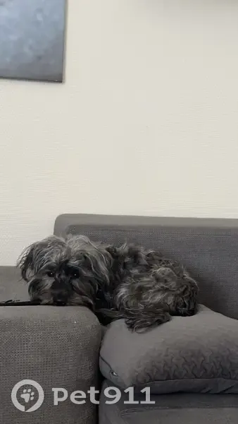 Chien perdu à Valenton, sans tatouage ni puce - photo