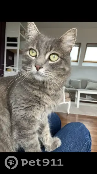 Chat Pijl disparu Gare Montparnasse - photo