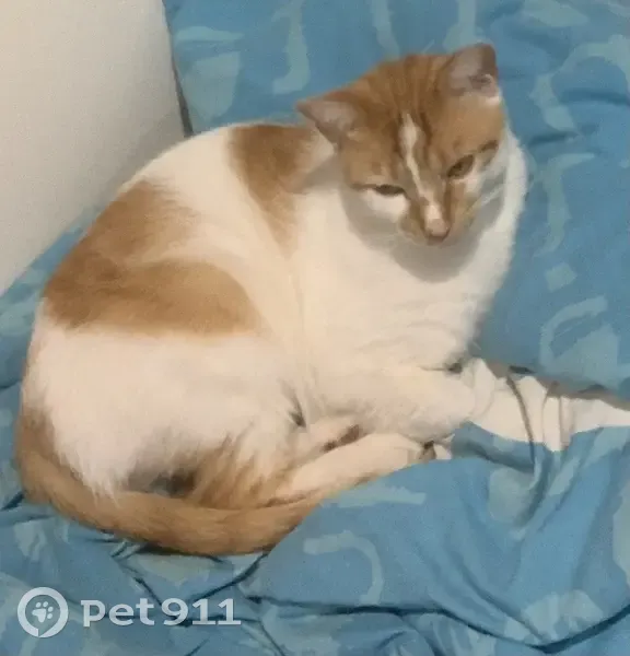 Chat mâle blanc tacheté orange disparu - photo