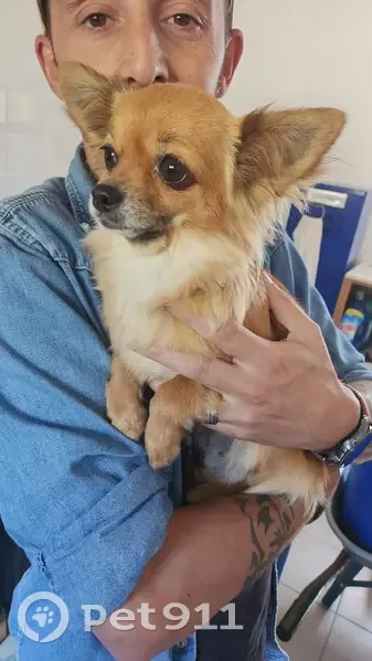 Chien craintif, rapide. Layrac, Jean Jaurès. - photo
