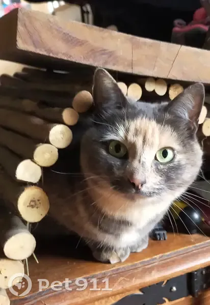 Chatte grise écaille de tortue disparue à Ménil-Hubert, Normandie - photo
