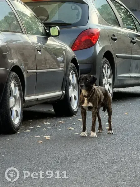 Chien trouvé errant, race inconnue, village Saint-Jean-de-Minervois - photo