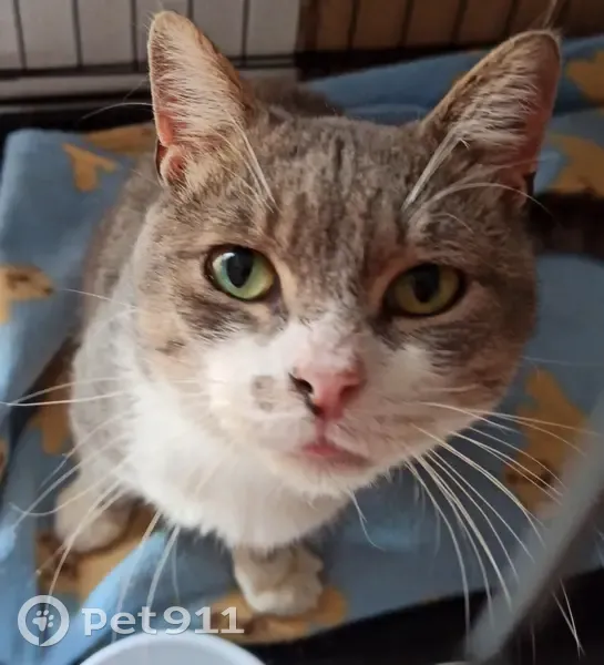 Chat trouvé malade et abandonné - photo