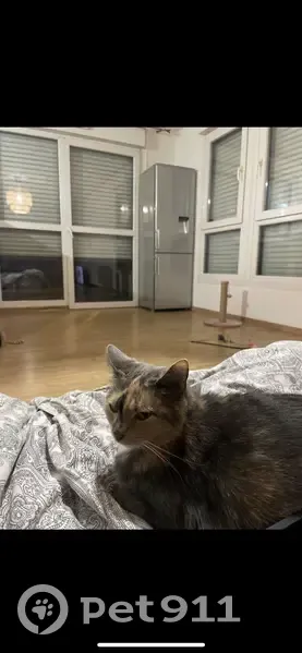 Chat européen stérilisé, 5 ans, écaille de tortue, Tourcoing - photo
