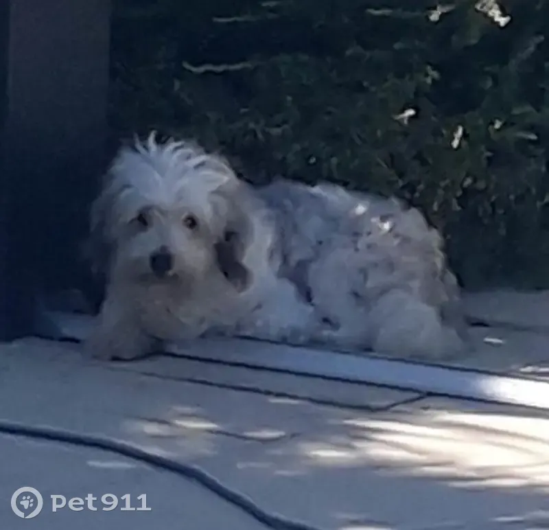 Chien Bichon femelle perdu, craintive - photo
