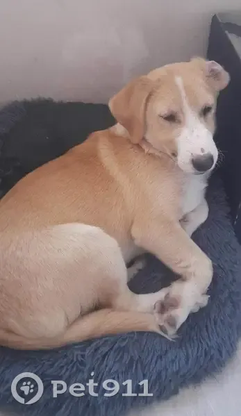 Chien DUMBO disparu, beige, Route de Reyrieux, Genay - photo