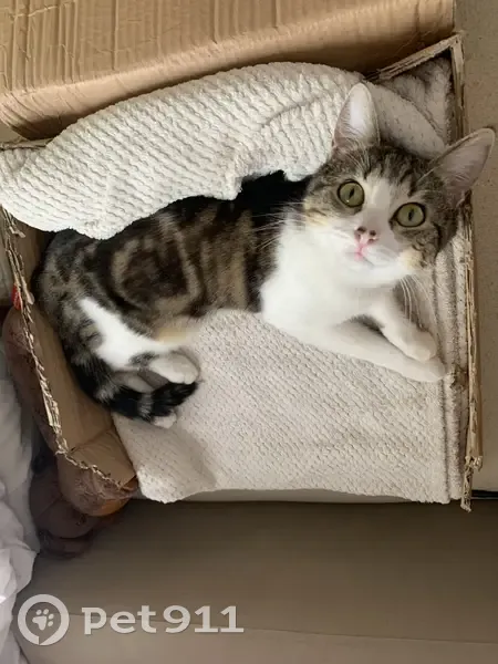 Chat Octavia perdu, tigré et blanc, peureux. Forêt de Verzy. Recherche les 15, 16 et 17 octobre. - photo