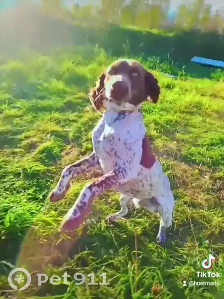 Chien springle blanc disparu - photo