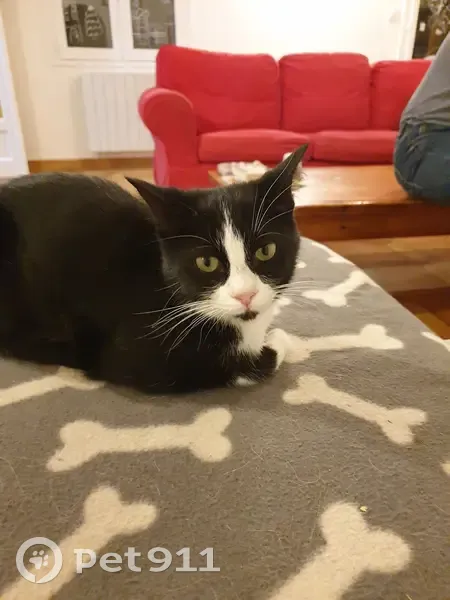 Chat disparu, jeune chatte noire et blanche, sociable et identifiée. Gap, Rue de Villebois. - photo