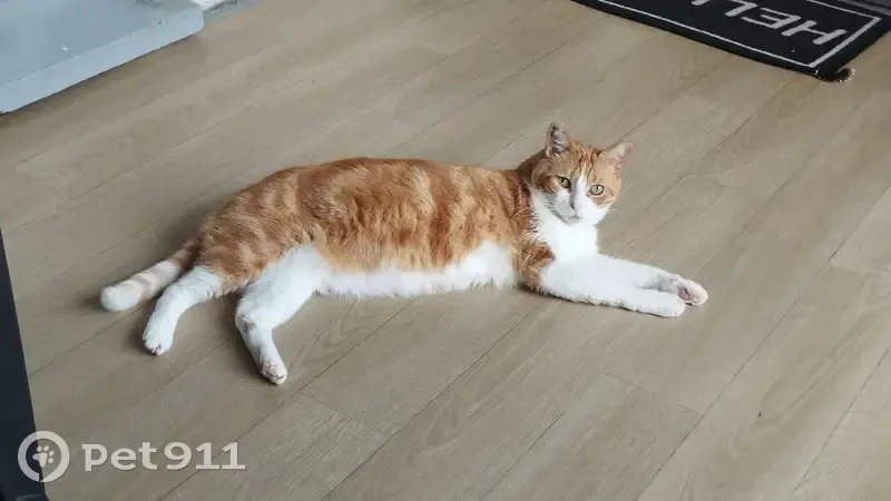 Chat roux et blanc disparu 😭 Le Mans - photo