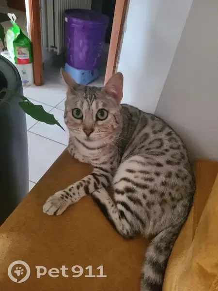 Chat Bengal grise/blanche perdu
Collier seresto, Oissel - photo