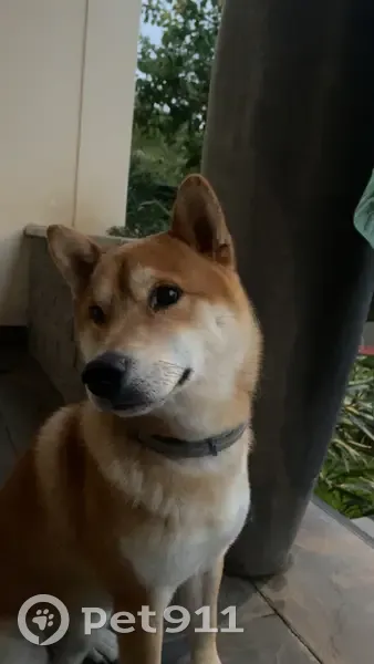 Chien Shiba inu roux/brun perdu - photo