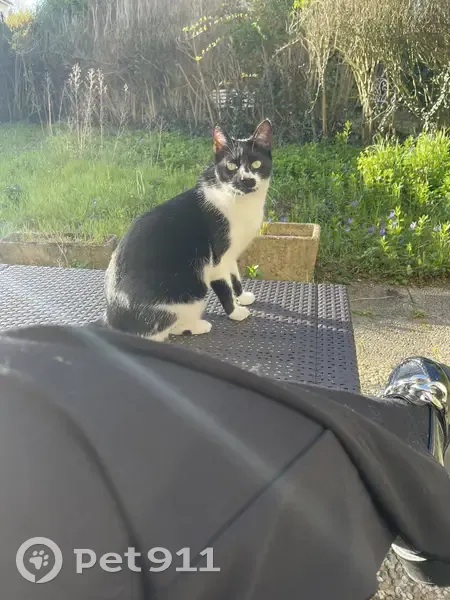 Chat perdu Rue Waldeck Rousseau - photo