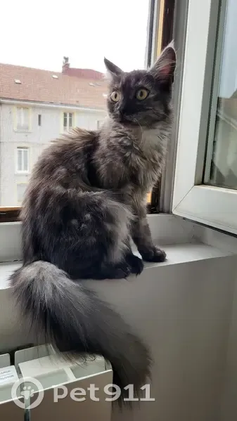 Chat trouvé, sociable et câlin, Rue Dode 38, Voiron - photo