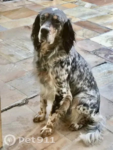 Chien disparu depuis 9 mois, aidez-nous à le retrouver ! - photo