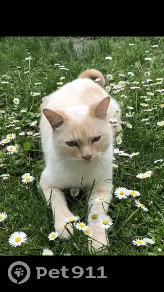 Chat blanc siamois perdu - Rue de la Marjoera, Varces - photo