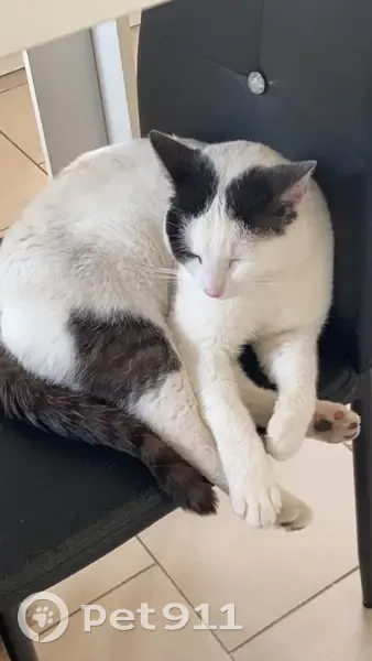Chat perdu, 2 ans, sociable. Rue de l'Etrier, Bully-les-Mines. - photo