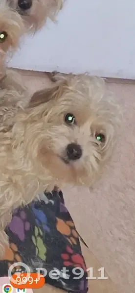 Chien disparu - Bjr bandit à c'est chaleur - Rue des Chardonnerets, 32, Lens - photo