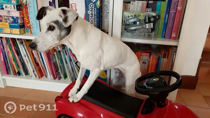 Chien Jack Russel perdu, 18 ans, tatouage effacé, Thorigné-Fouillard - photo