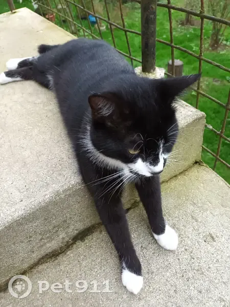 Chat noir et blanc perdu, secteur Amiens-Cagny - photo