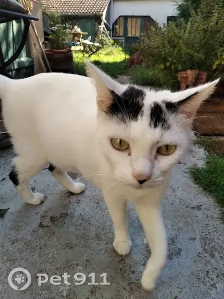 Chat noir et blanc perdu à Jargeau - photo