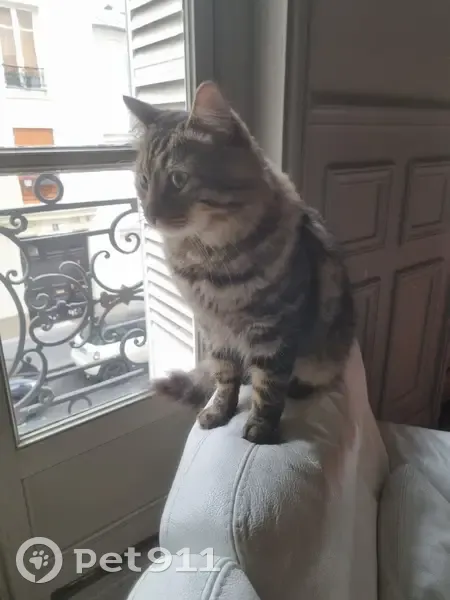 Chat câlin avec collier Weetnet, Paris - photo