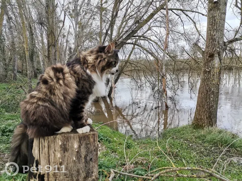 Chat disparu Châtellerault - photo