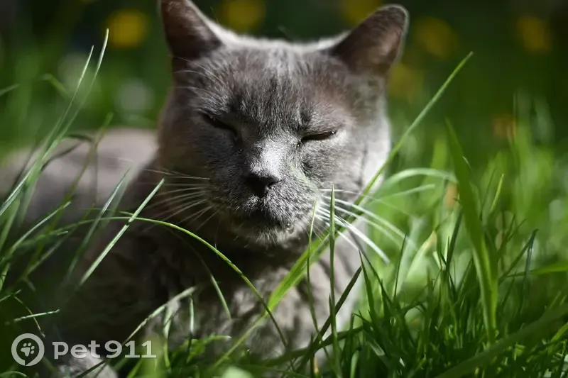 Chat Chartreux perdu à Étampes - photo