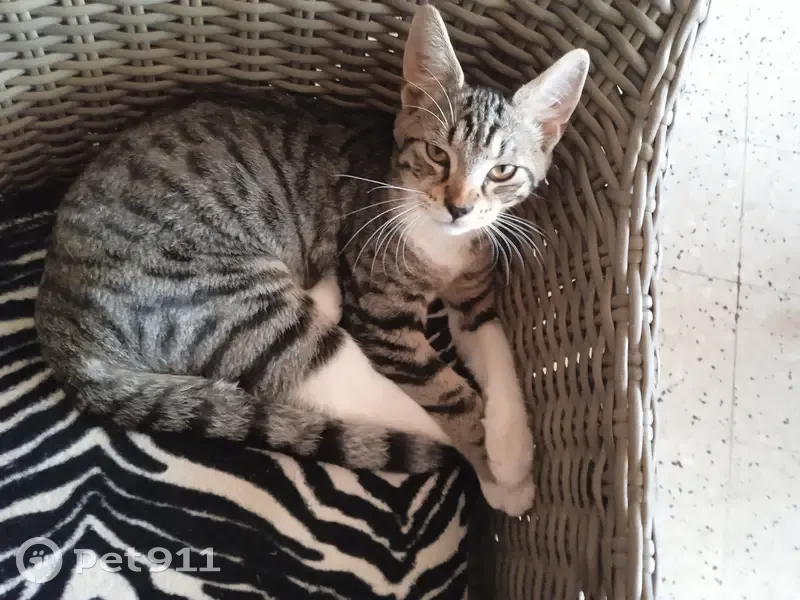 Chaton mâle disparu, tigré gris-blanc-beige, rue Louis Pasteur, Marles-les-Mines - photo