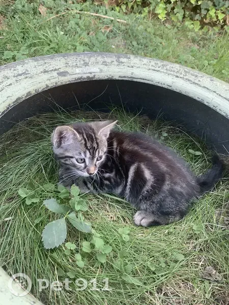 Chatons disparus après accident. Aidez-nous à les retrouver! - photo