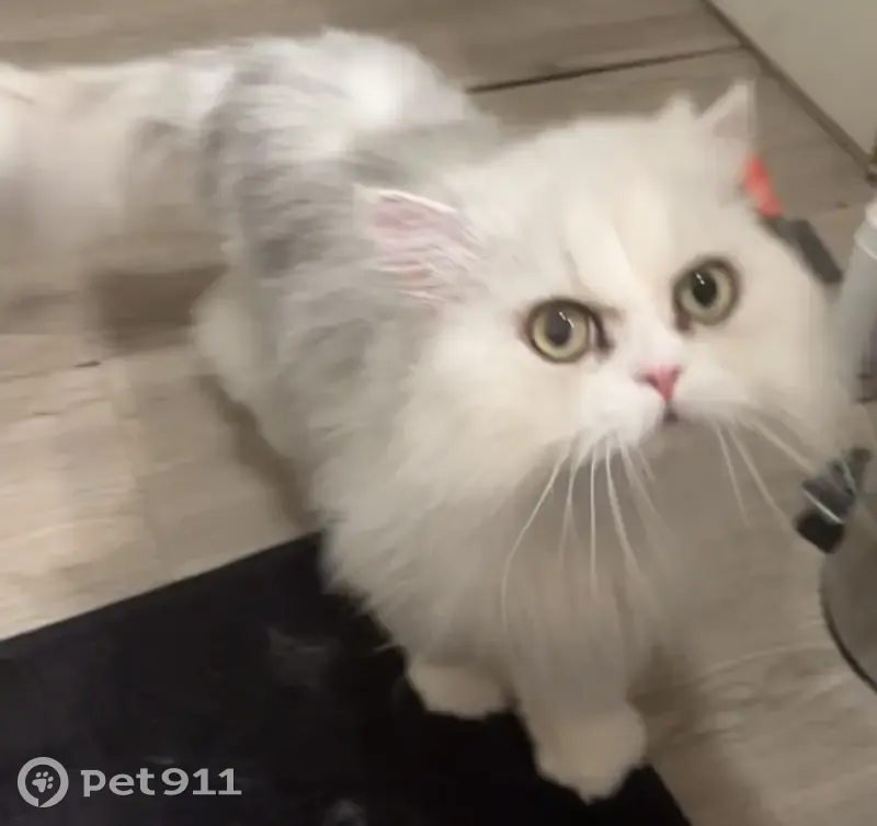 Chat persan chinchilla perdu (Nemo, 6 ans, pucé) - Saint-Savin - photo