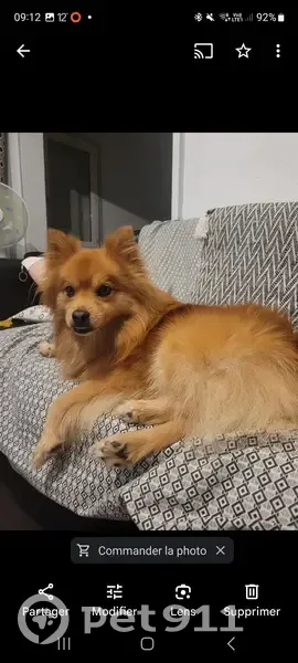 Chien Néo disparu, mâchoire avancée, Route Mairie, Puycornet - photo