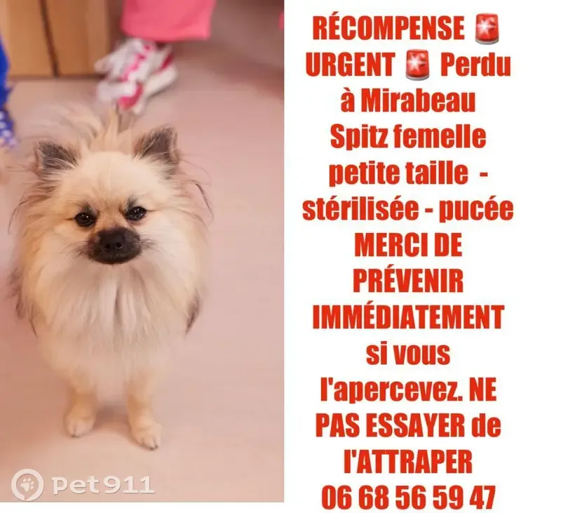 Chien spitz femelle perdu: rue Château, Mirabeau - photo