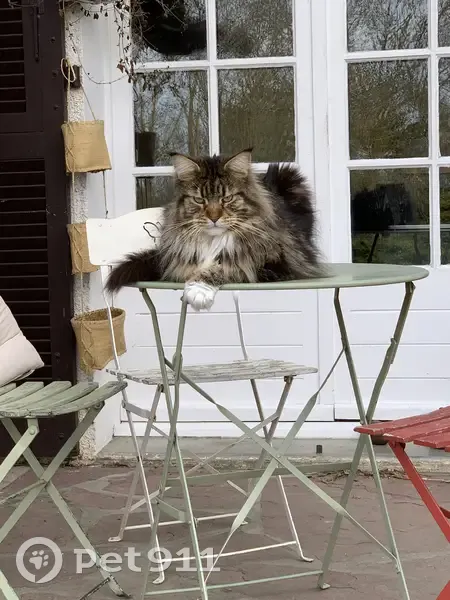 Chat Maine Coon mâle perdu, panaché. Seysses. - photo